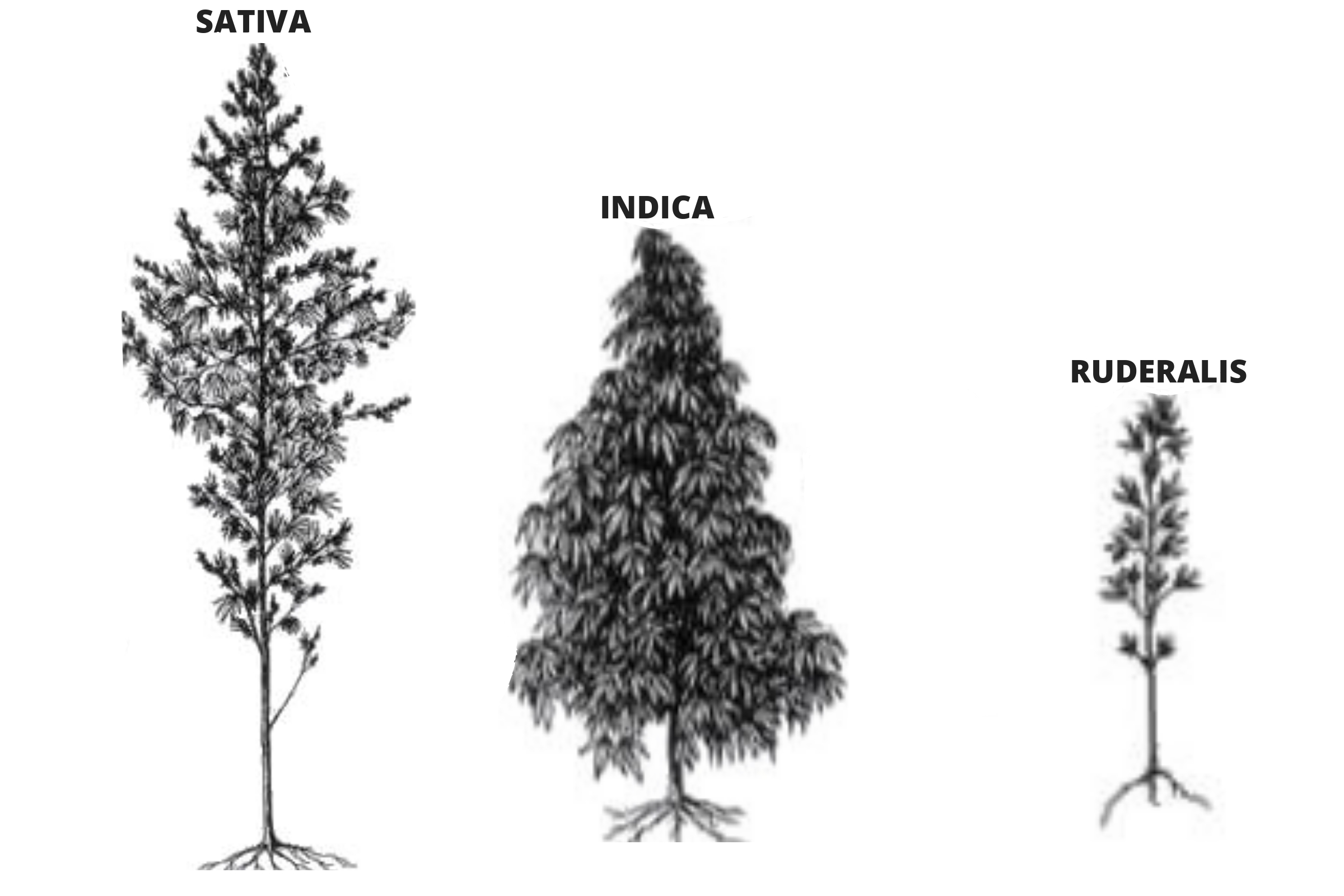 Differences Between Cannabis Plants
