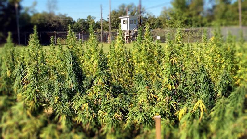 Australia's Hemp Farms