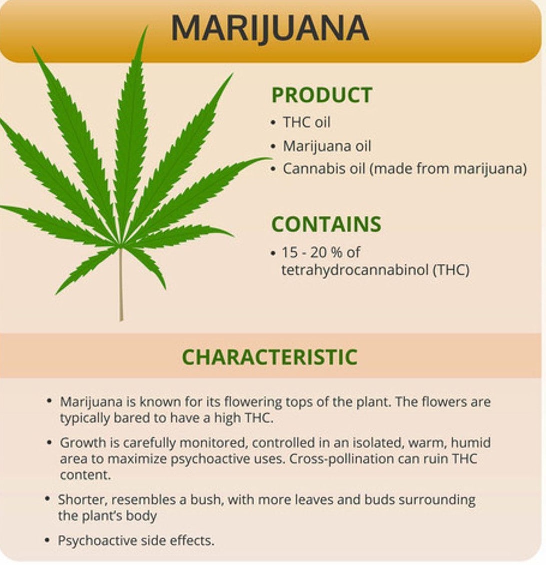 Information on Marijuana