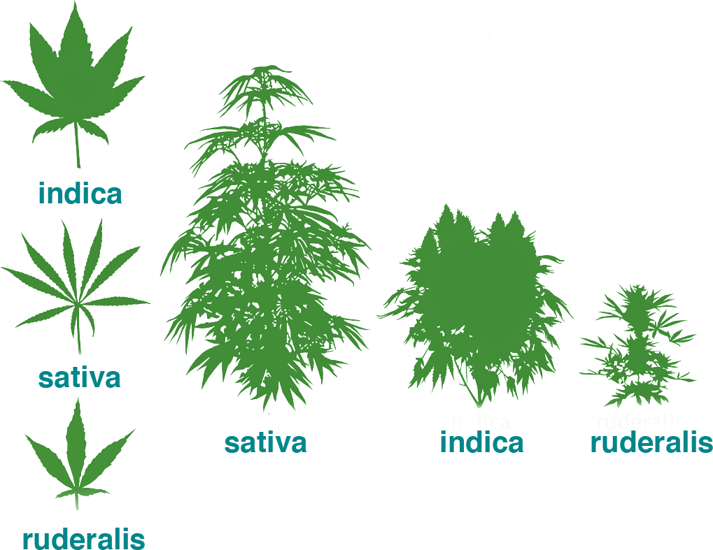 three-cannabis-types.png