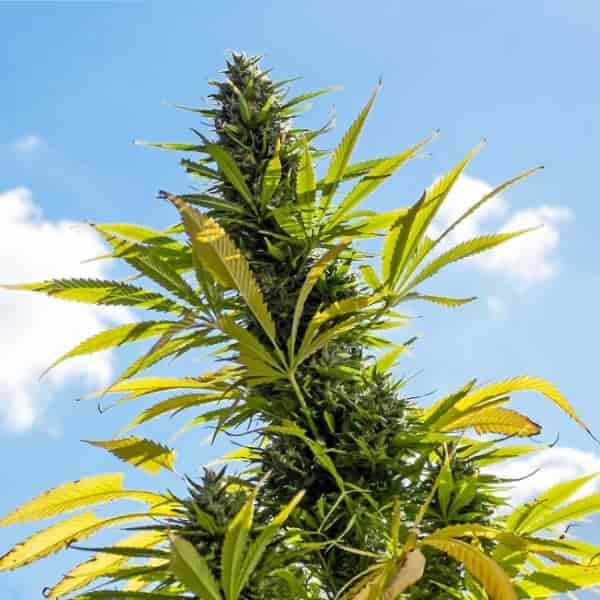 Record $67 million cannabis bust in western NSW