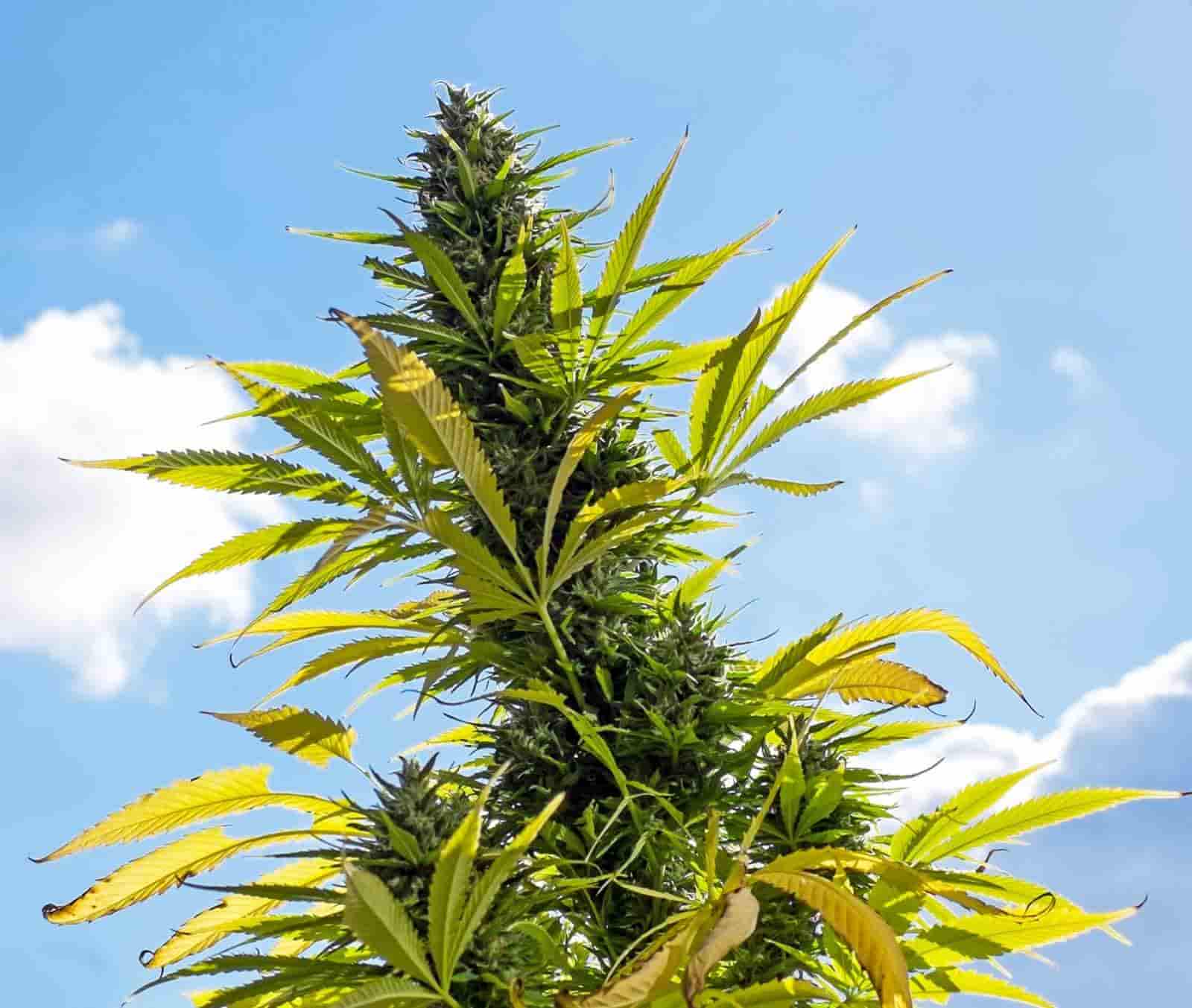 Record $67 million cannabis bust in western NSW