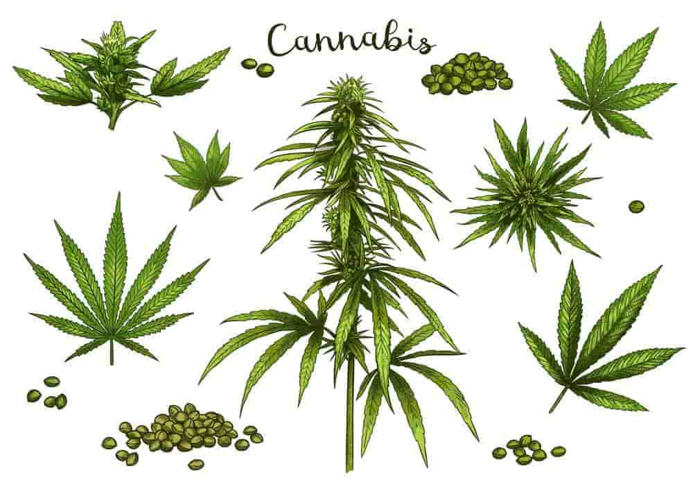 What is a cannabis plant?