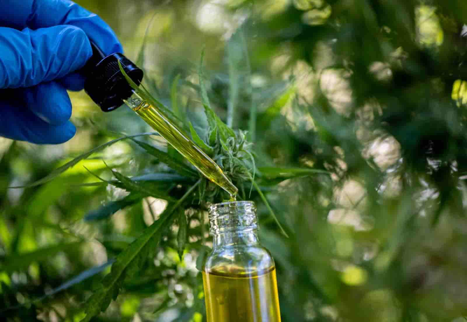 Cannabis CBD oil drops.