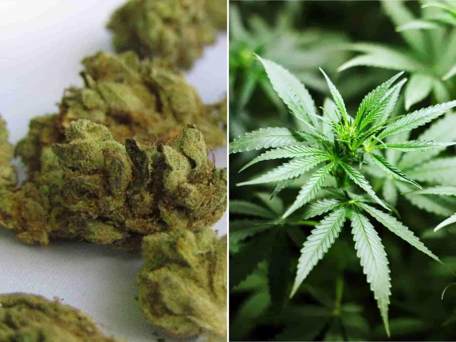 Dry cannabis herb and marijuana plants.