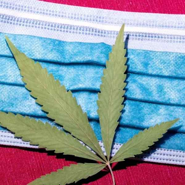 CBD and Covid Researchers push for further trials amid positive results from a study
