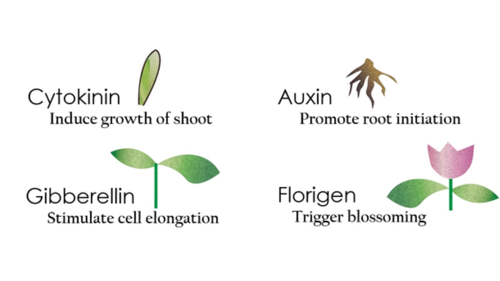 What Are The 5 Plant Growth Regulators?