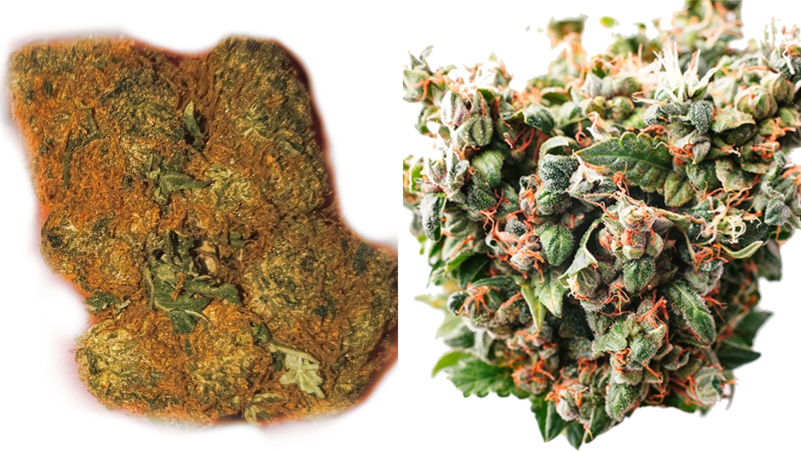 PGR Weed VS Natural Cannabis