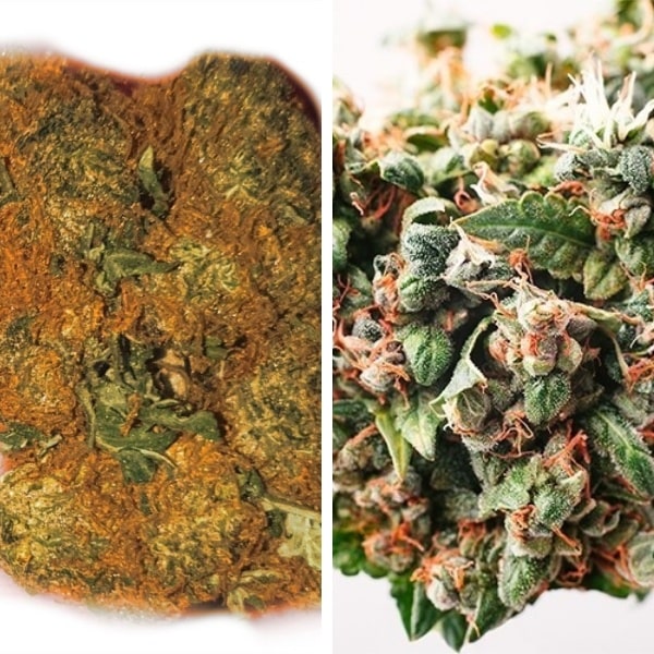PGR Weed VS Natural Cannabis