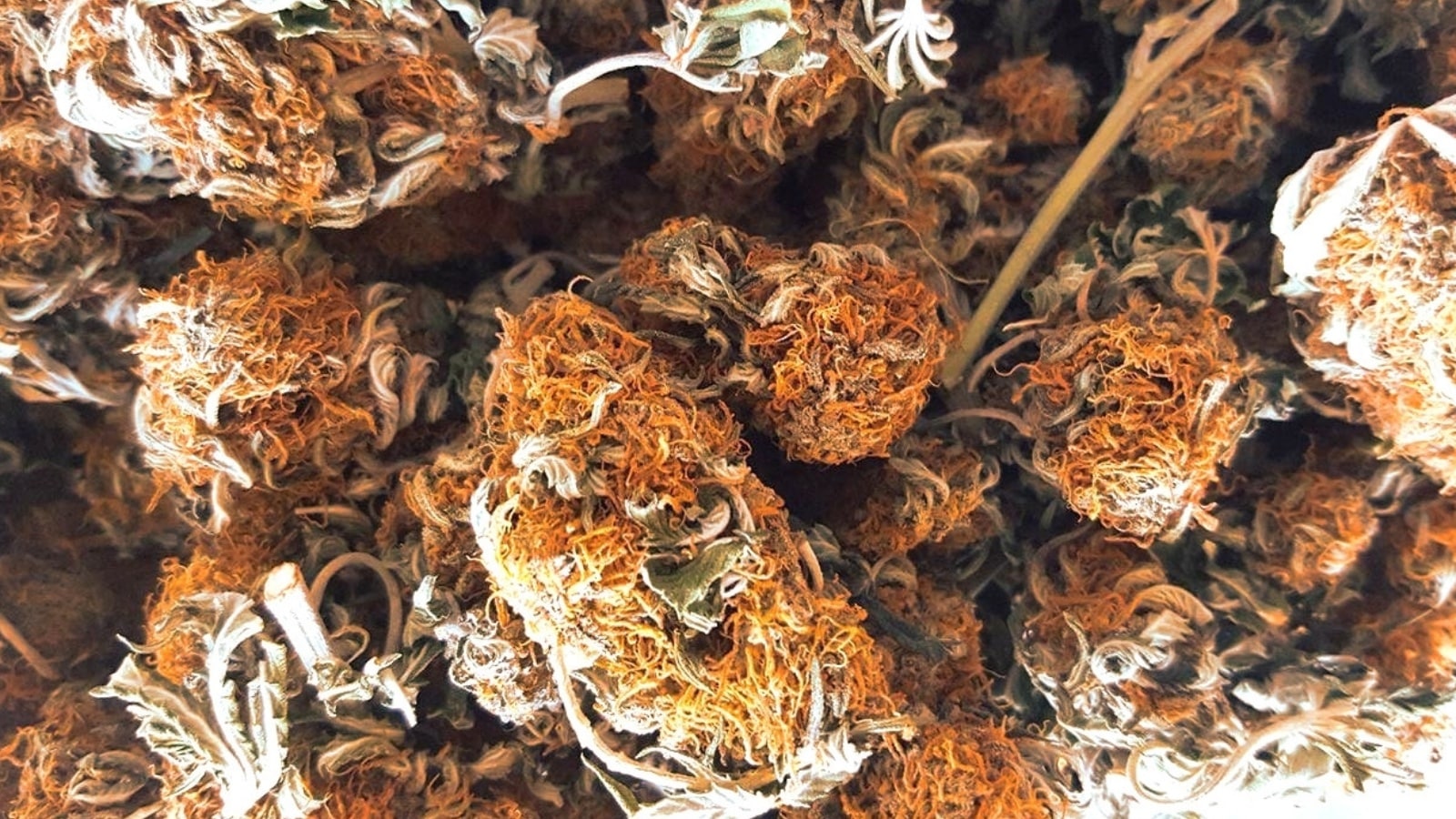 How To Tell Pgr Weed The Visual Difference With Pgr Marijuana