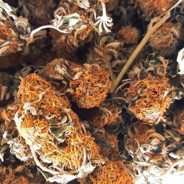 Are PGRs Harmful & Bad For You?
