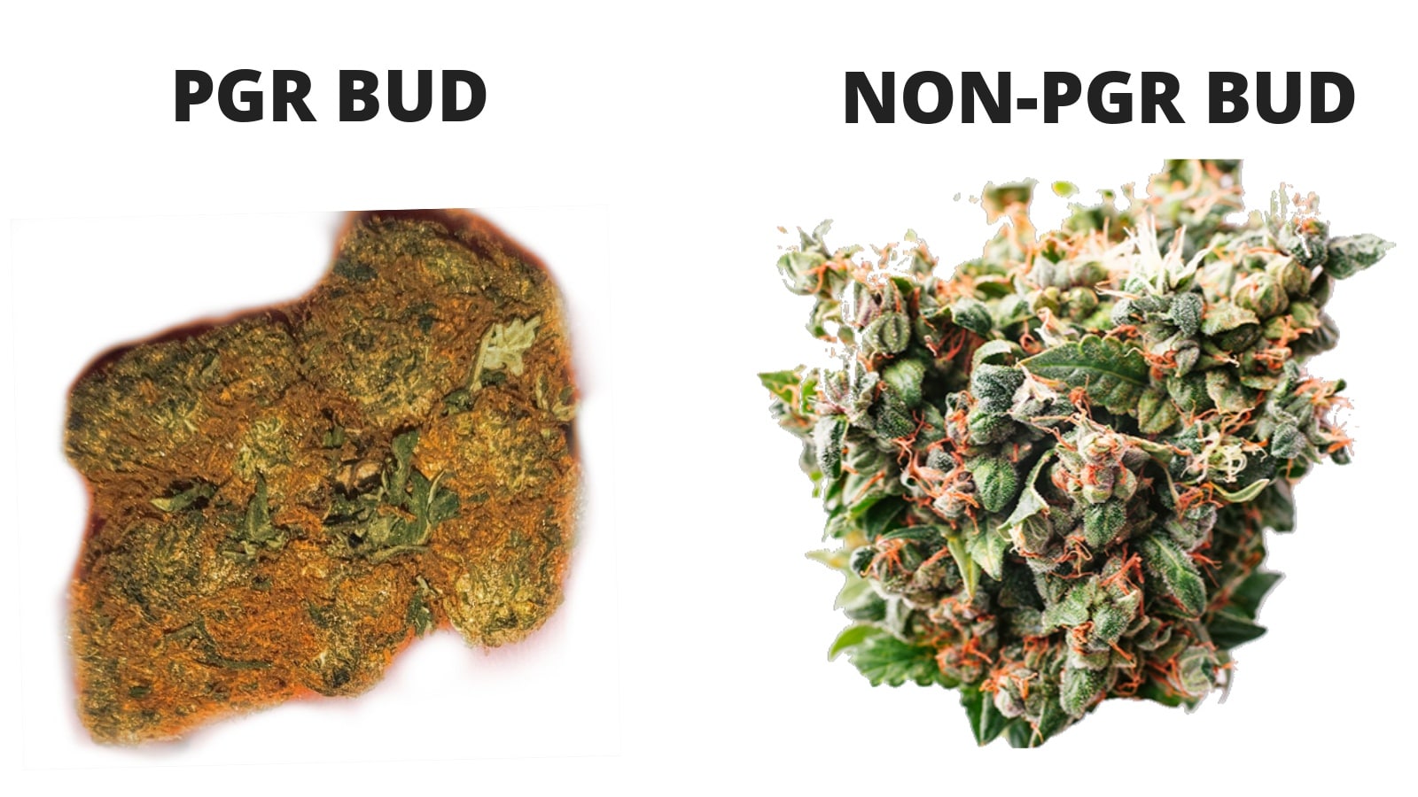 How To Tell Pgr Weed The Visual Difference With Pgr Marijuana
