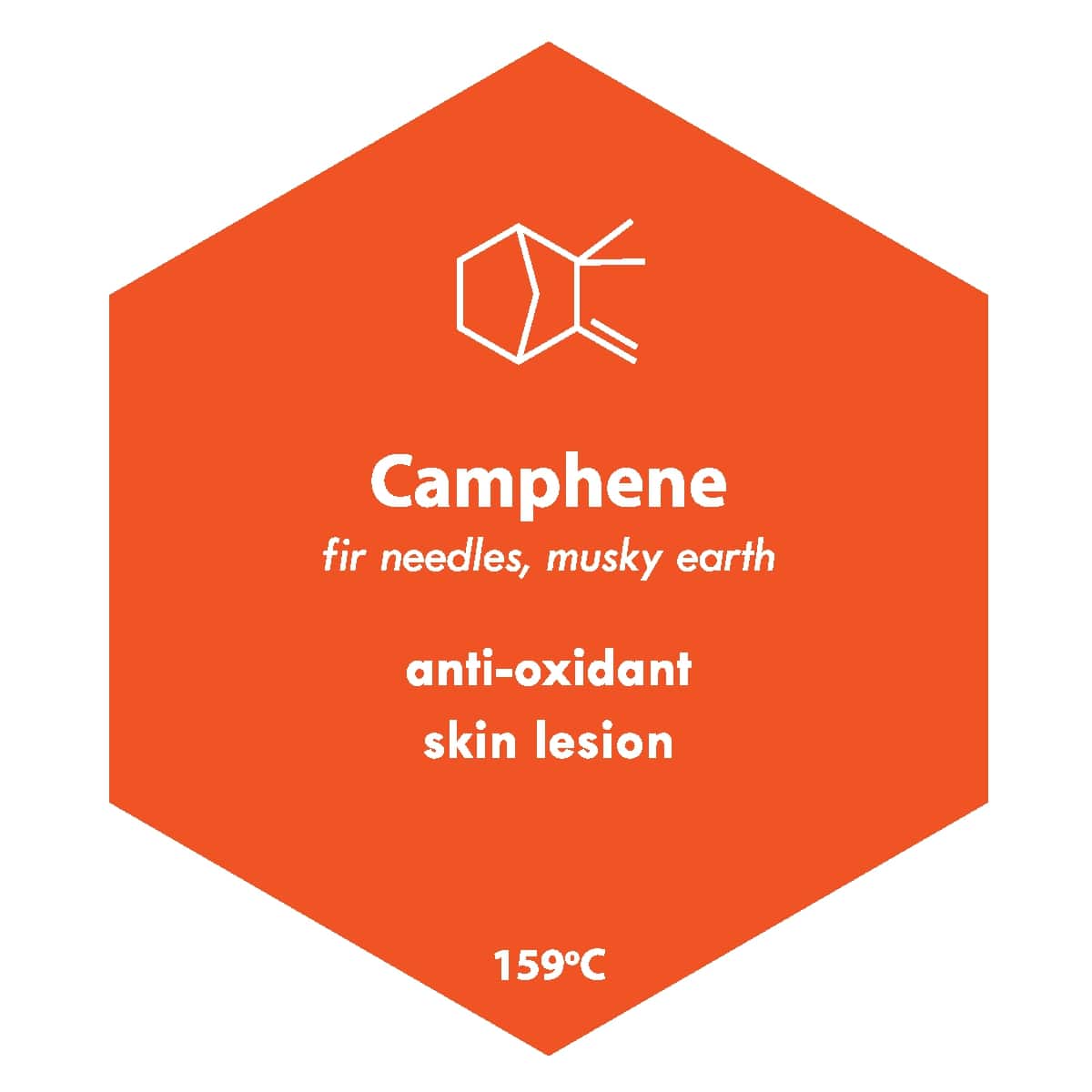 Cannabis Camphene Terpenes: What Does It Do?