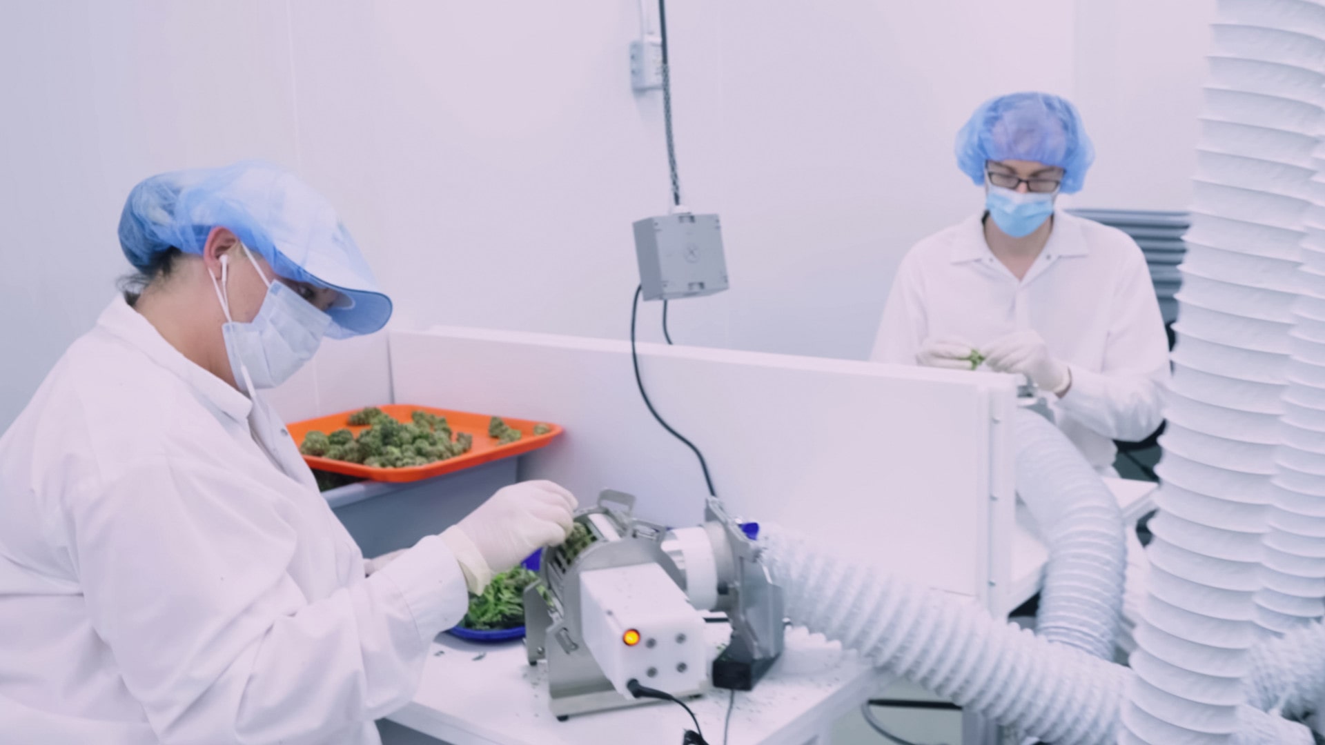 Cannabis Lab Facility Extracting Terpenes
