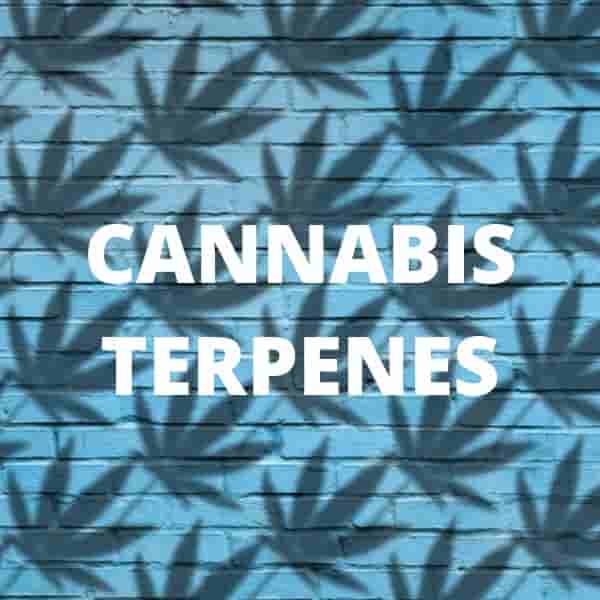 Cannabis Terpenes: What Are They And What Do They Do?