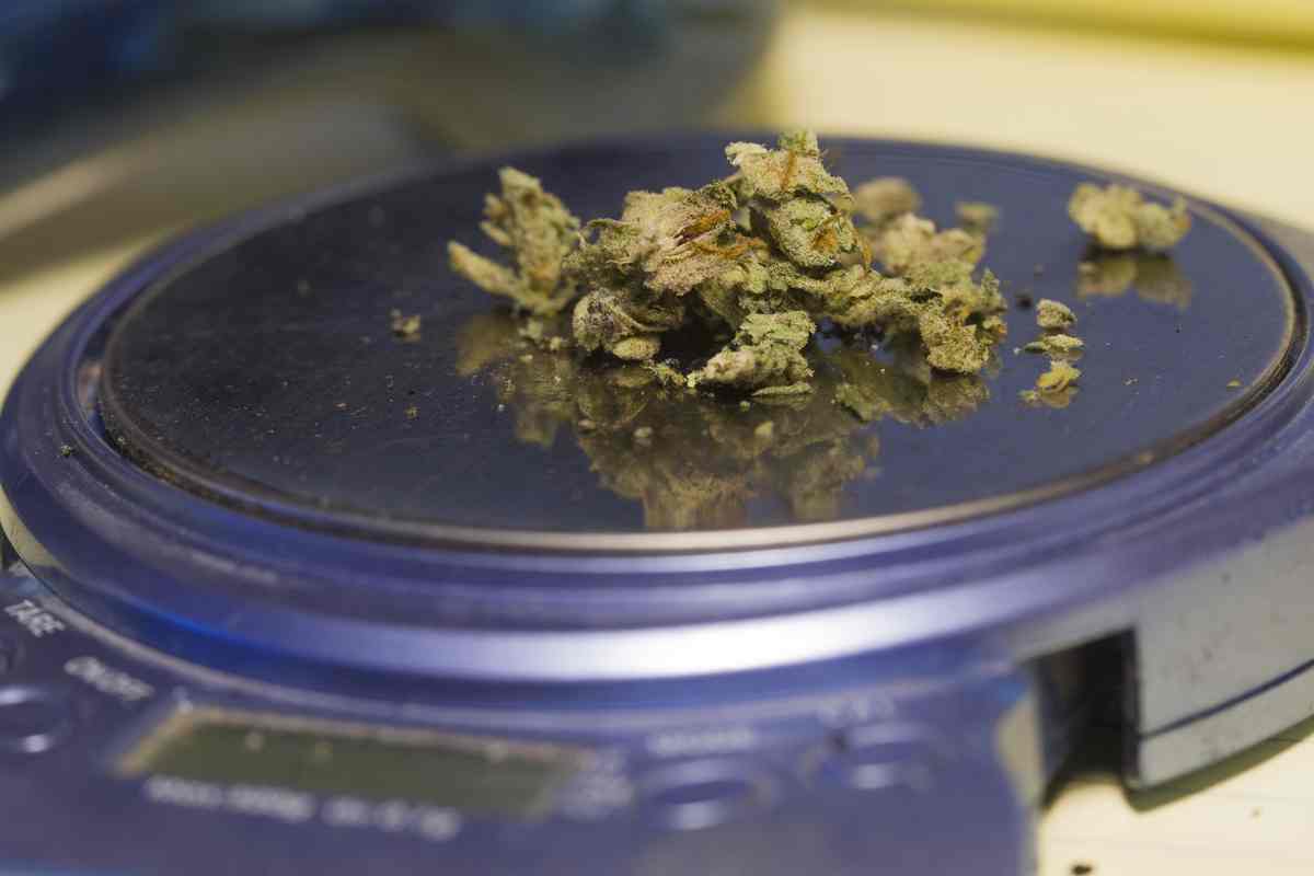 Weighing weed on scales to measure THC