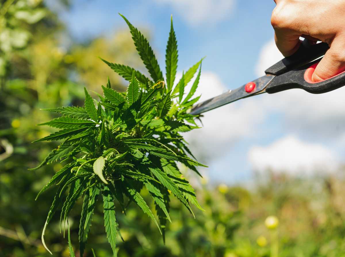 The Best Scissors For Trimming Cannabis Bud