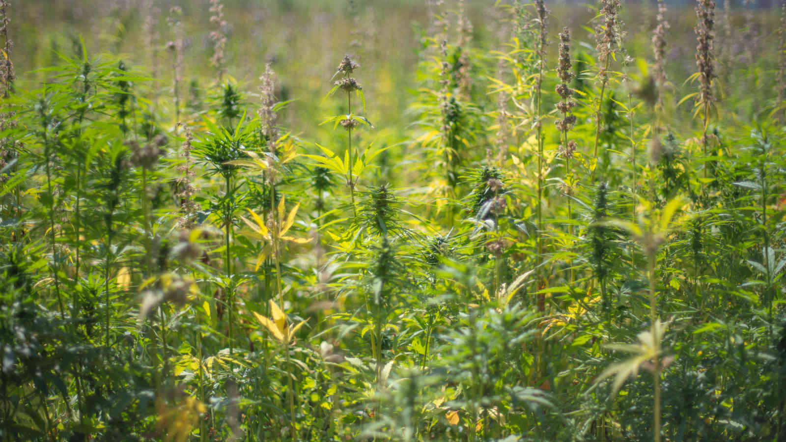 A picture of hemp