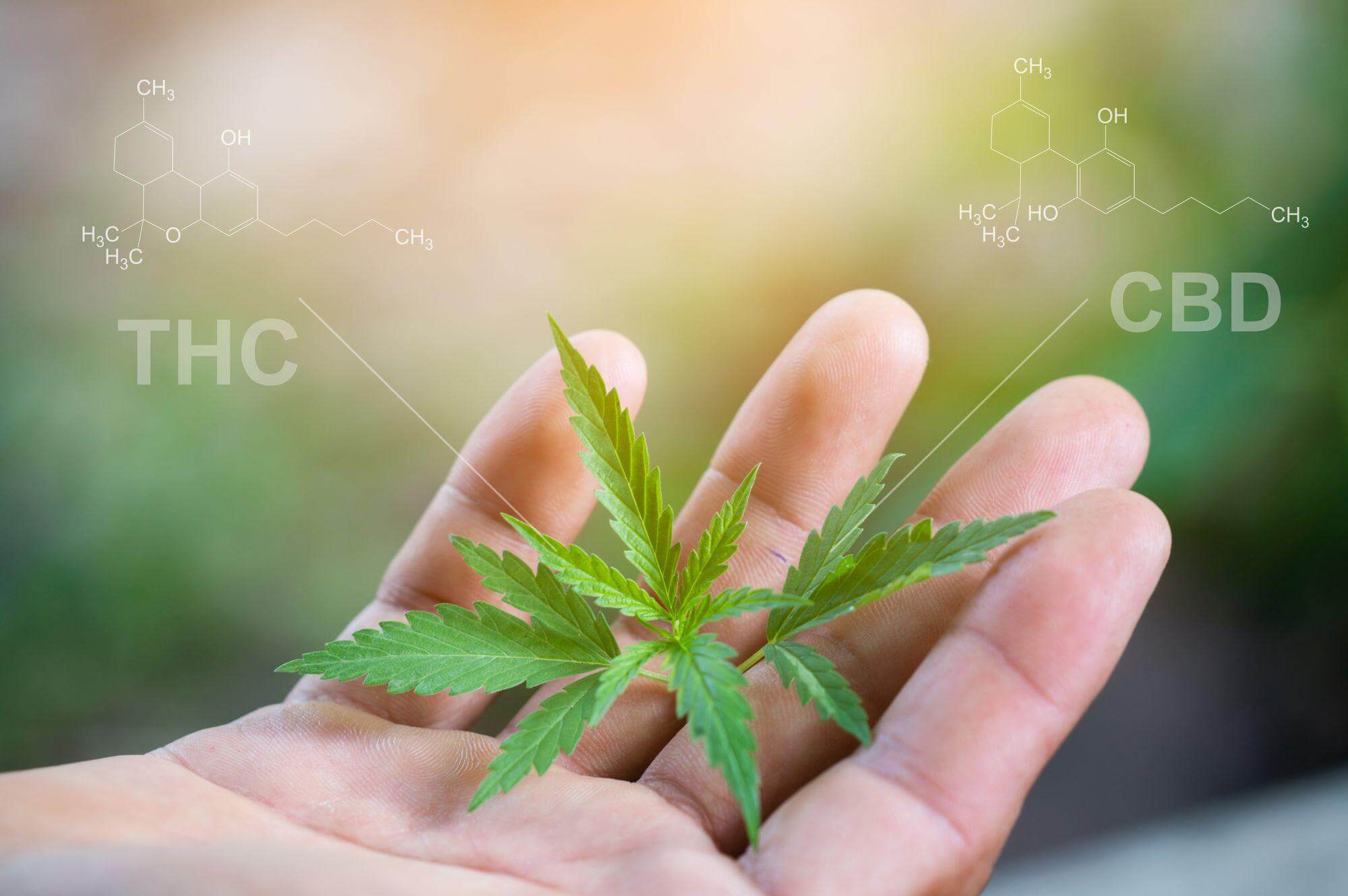 The difference between THC and CBD