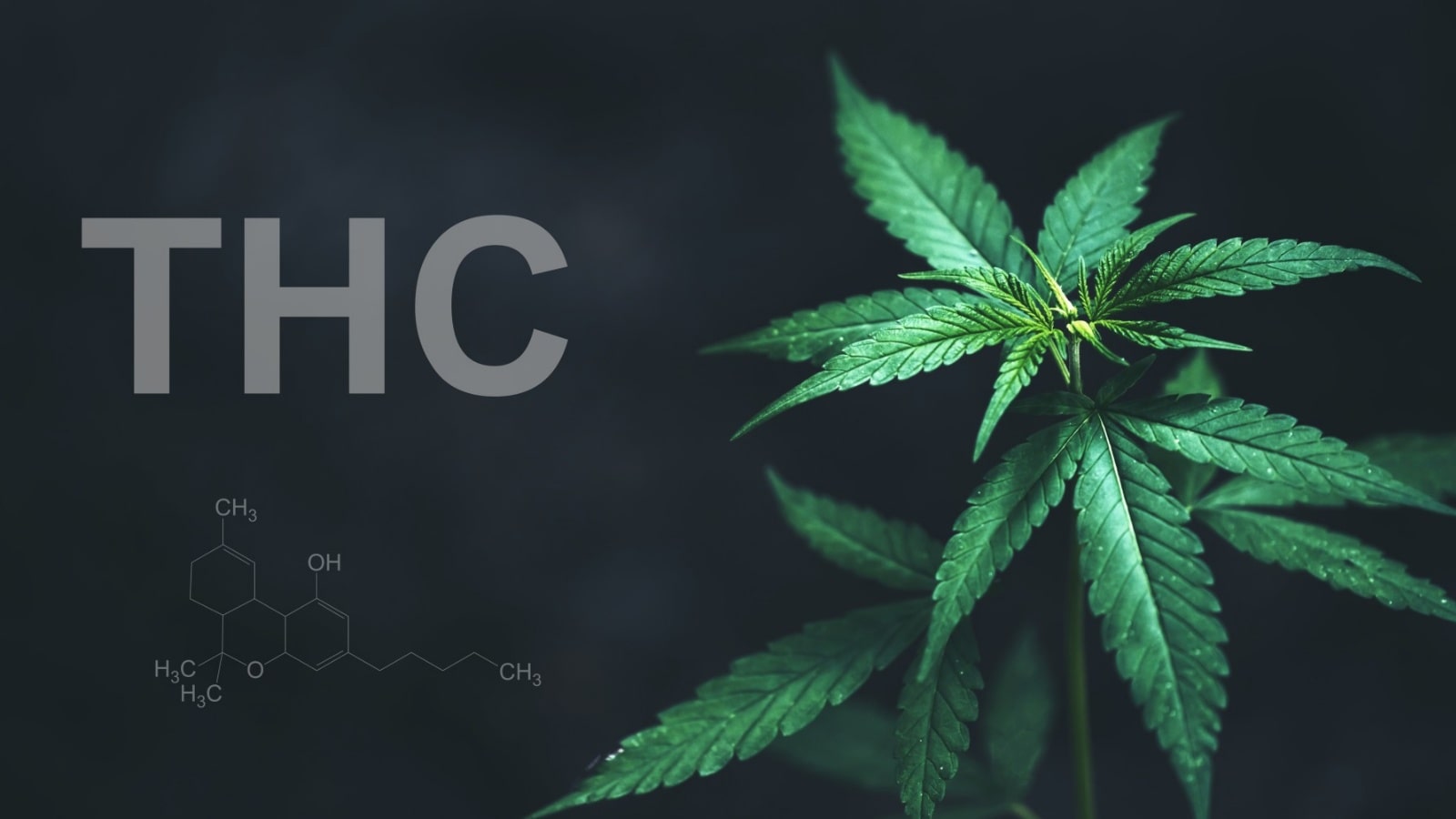 What is THC: Benefits & Side Effects